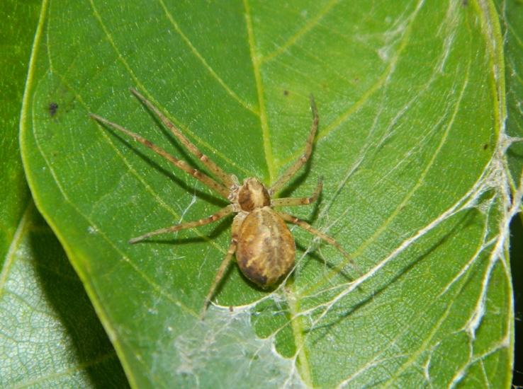 Philodromidae: Philodromus sp.  -  Viadana (MN)